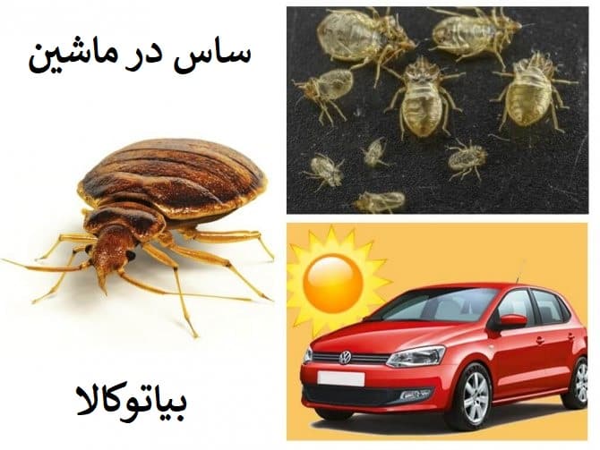 ریشه کنی ساس در ماشین